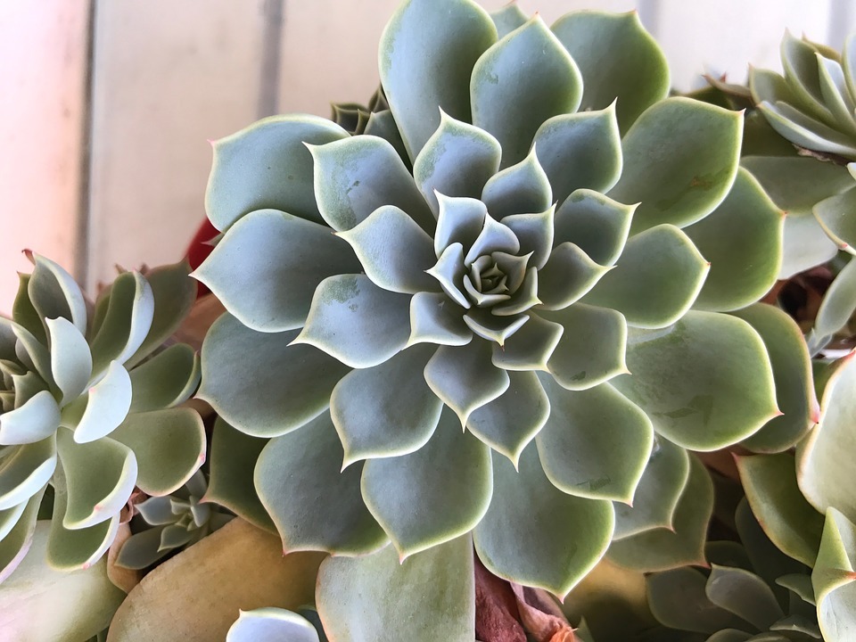 How to Ship Succulents and Cacti