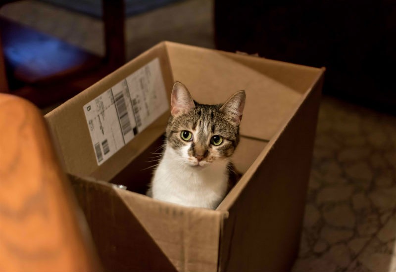 How to Ship a Cat How to Ship