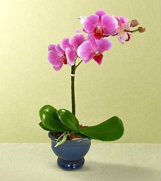 Ship Orchid Plants