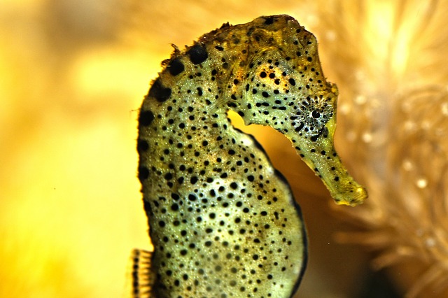 shipping a seahorse