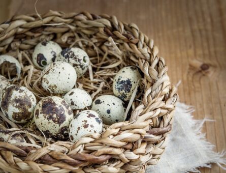How to ship quail eggs