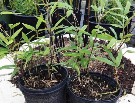 How to Ship Bamboo Plants