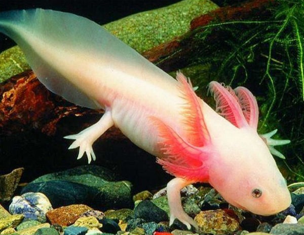 Shipping Axolotls