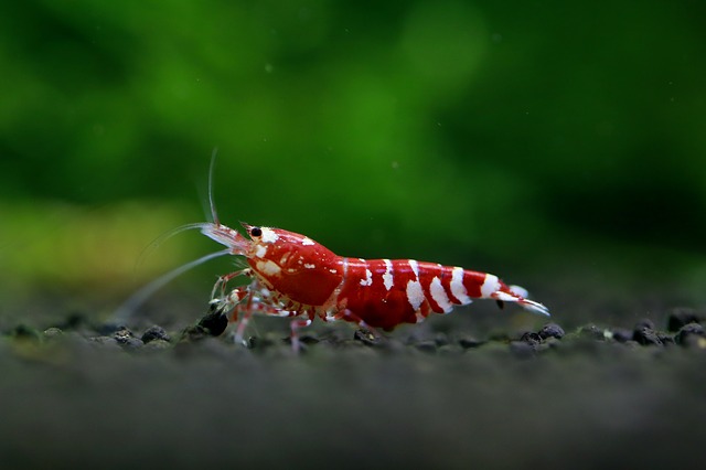 Shipping Aquarium Shrimps