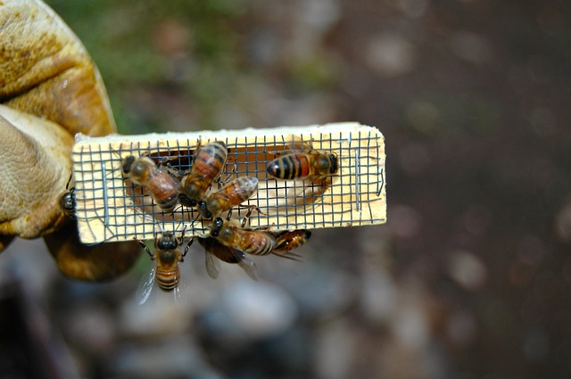 Shipping Live Bees