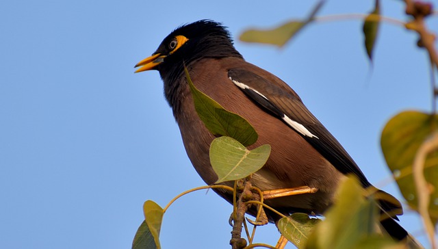 Shipping a live Mynah