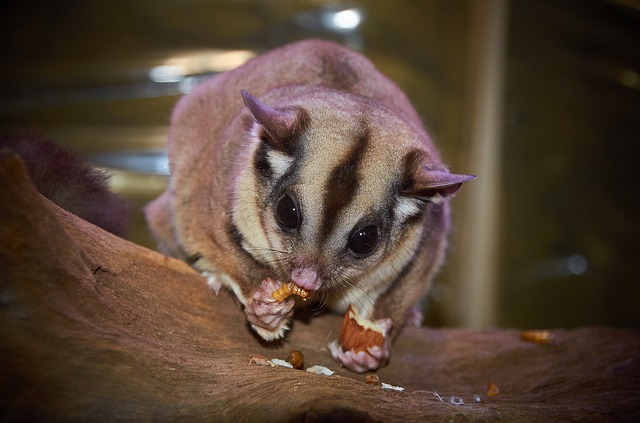 Shipping a sugar glider