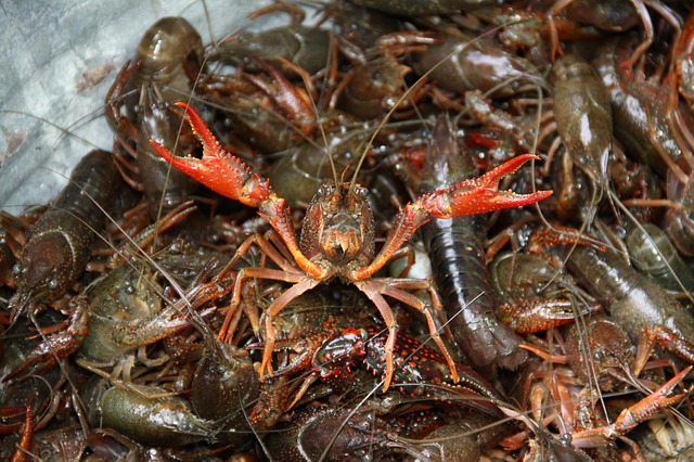 shipping fresh crawfish