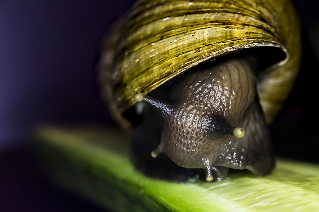 shipping Mystery Snails