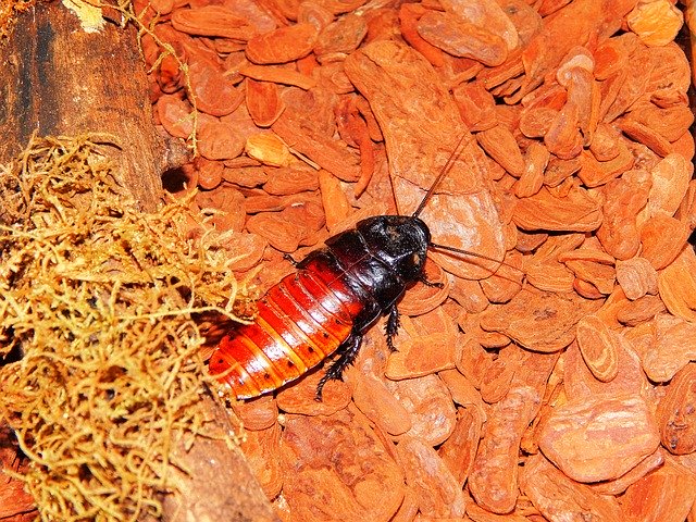 shipping a Madagascar Cockroach