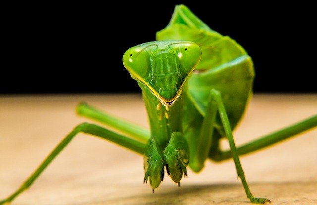 shipping a praying mantis