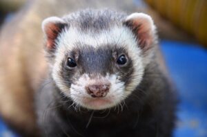 Guide to Shipping a Live Ferret Safely | How to Ship