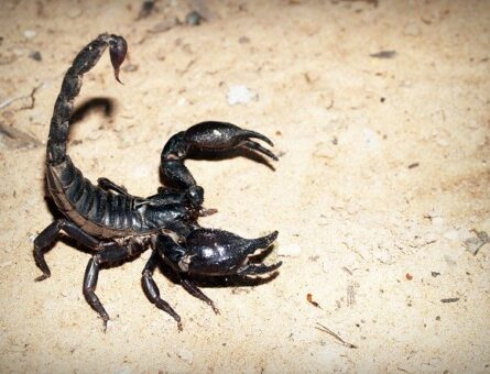 Shipping scorpions
