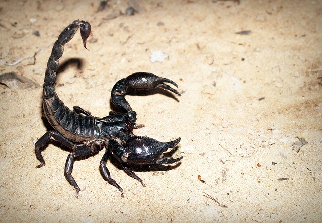 Shipping scorpions