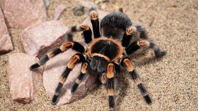 shipping a tarantula