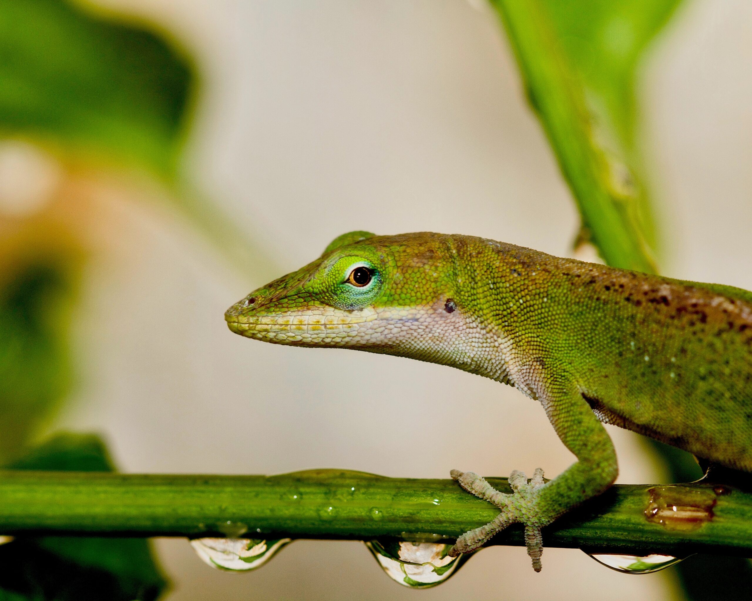 How to Ship Green Anoles | How to Ship